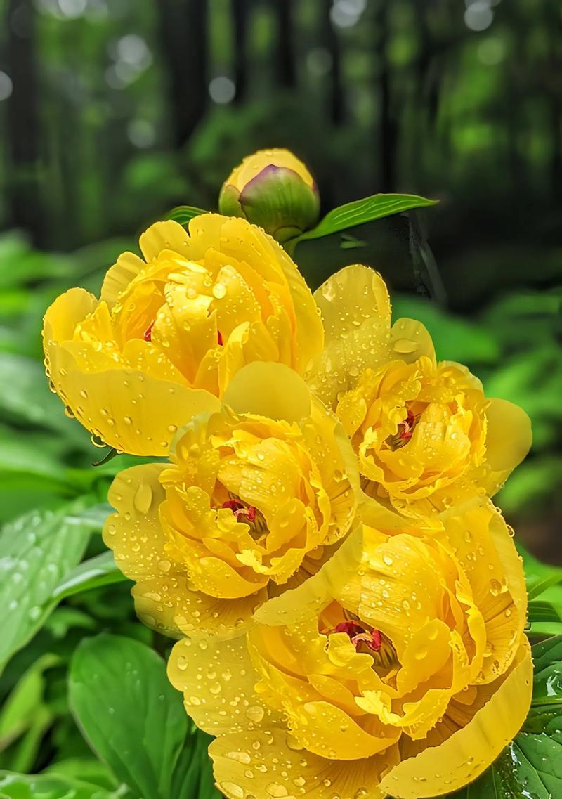 寓意收获快乐的花有哪些？如何挑选？