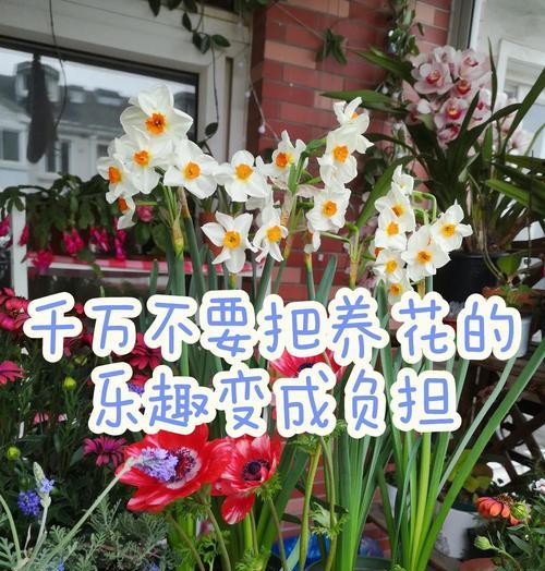 寓意收获快乐的花有哪些？如何挑选？