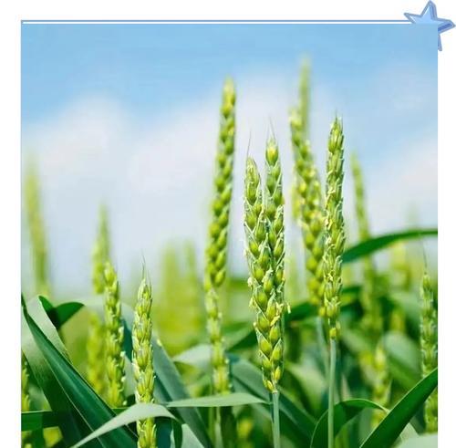 雨水节气的花语是什么？它们的寓意和象征是什么？
