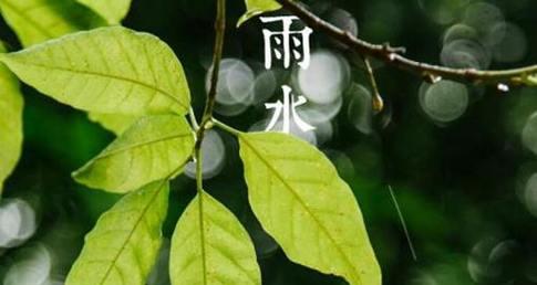 雨水节气的花语是什么？它们的寓意和象征是什么？