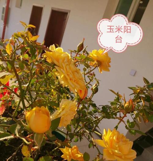 黄色月季花的寓意是什么？它代表什么？