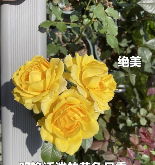 黄色月季花的寓意是什么？它代表什么？