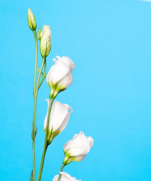 哪种白色花象征自由洒脱？它的花语是什么？