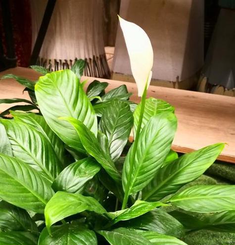 哪种白色花象征自由洒脱？它的花语是什么？