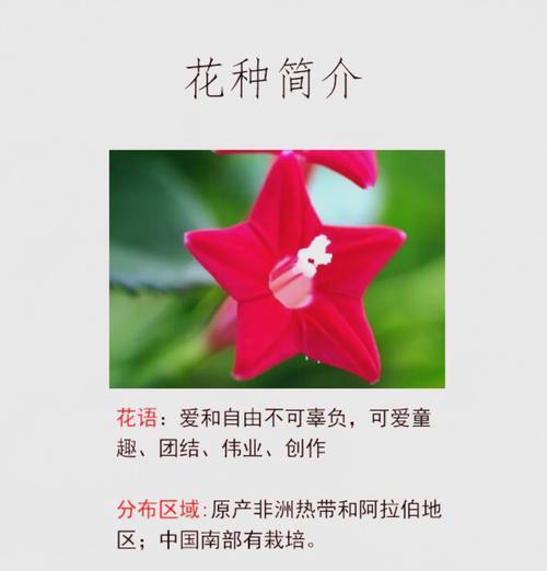 哪种白色花象征自由洒脱？它的花语是什么？