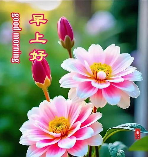 哪些花寓意期待和祝福？期待祝福的花有哪些？