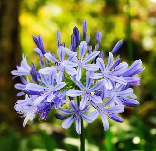 蓝色的花象征着什么？它们的意义和用途是什么？