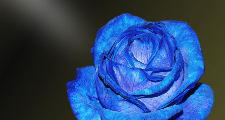 蓝色的花象征着什么？它们的意义和用途是什么？