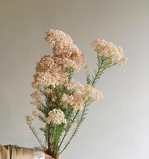 米色手捧花的含义是什么？米色系花朵的象征意义有哪些？