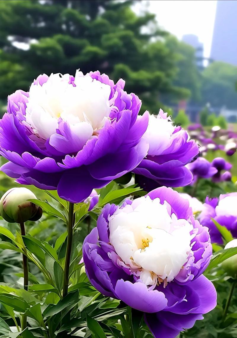 牡丹花语颜色有哪些？花语大全是什么？