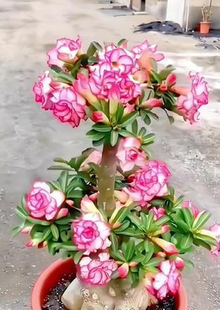 沙漠中代表吉祥的花有哪些？
