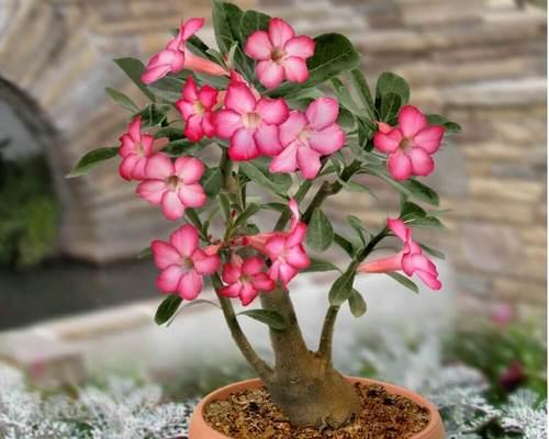 沙漠中代表吉祥的花有哪些？