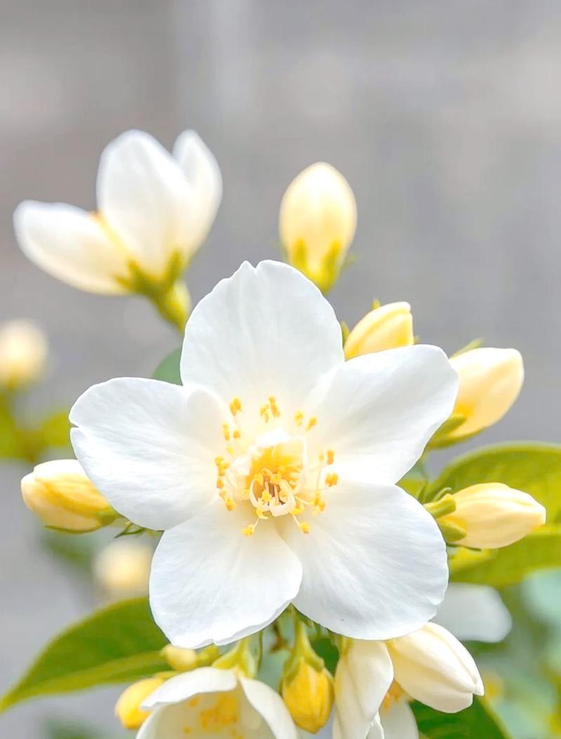 茉莉花寓意爱情吗？