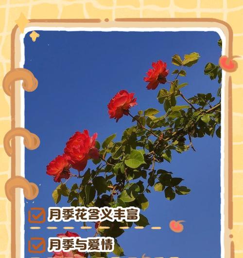 白色月季花通常代表什么含义？