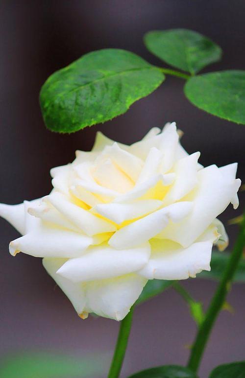白色月季花通常代表什么含义？