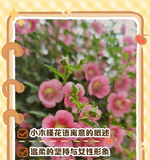 白色木槿花的花语有哪些？