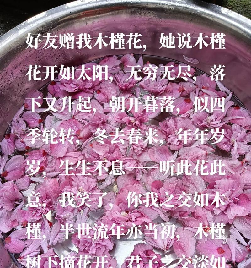 白色木槿花的花语有哪些？