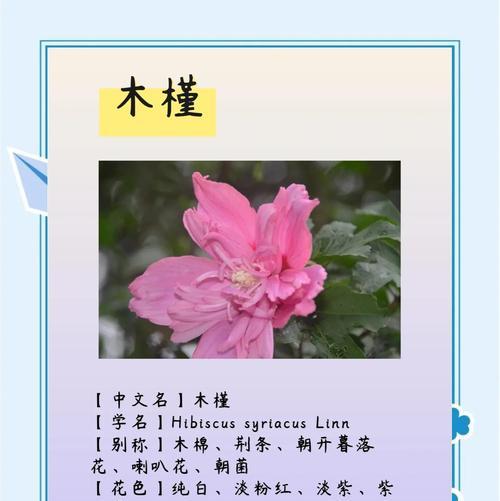 白色木槿花的花语有哪些？