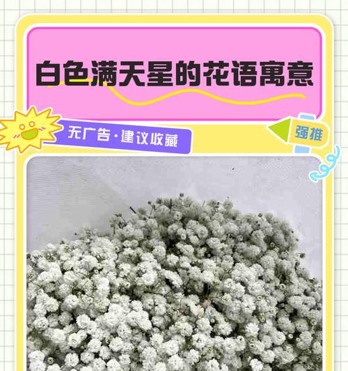 黄色满天星花语是什么？代表了什么意义？