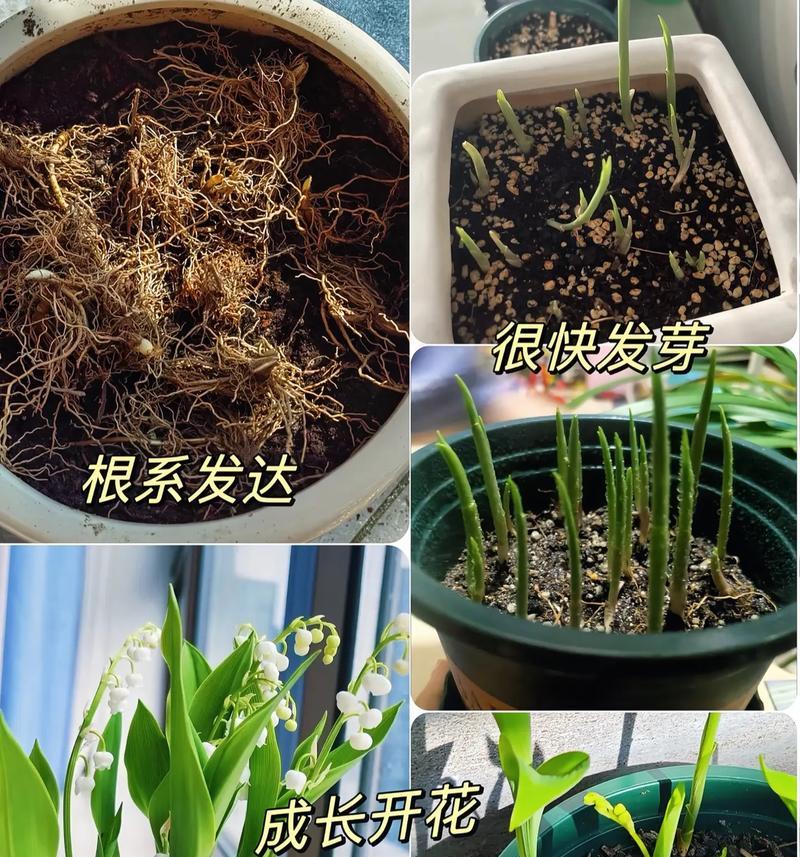 送闺蜜手捧花的寓意是什么？它们代表了什么？