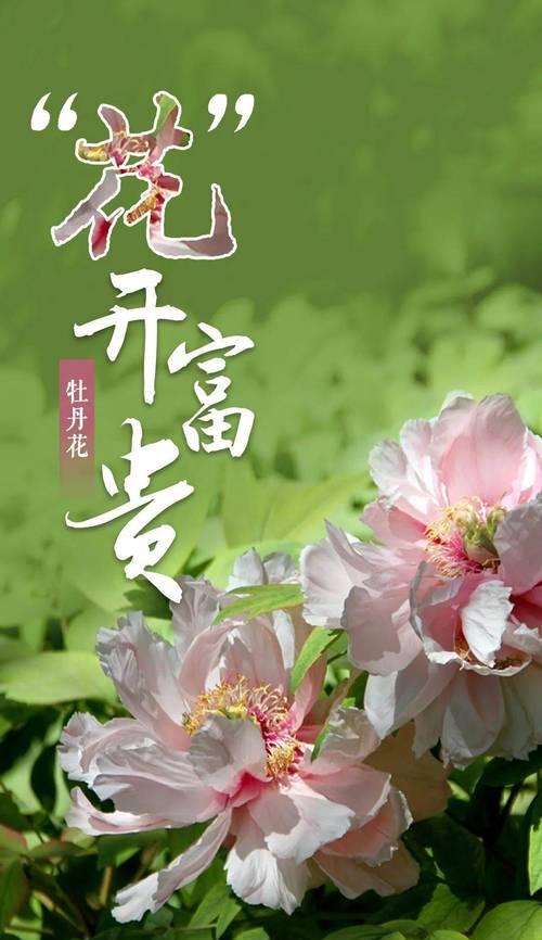 春节用什么花语祝福？有哪些吉祥的花语推荐？