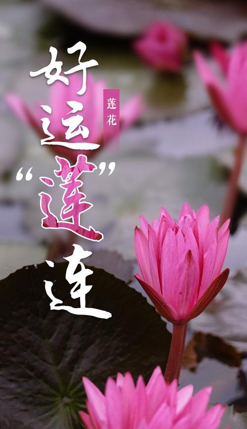 春节用什么花语祝福？有哪些吉祥的花语推荐？