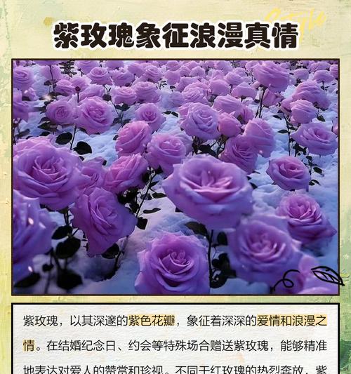 紫色绿色玫瑰花代表什么？它们的寓意是什么？