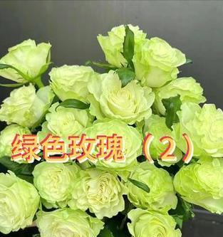 紫色绿色玫瑰花代表什么？它们的寓意是什么？