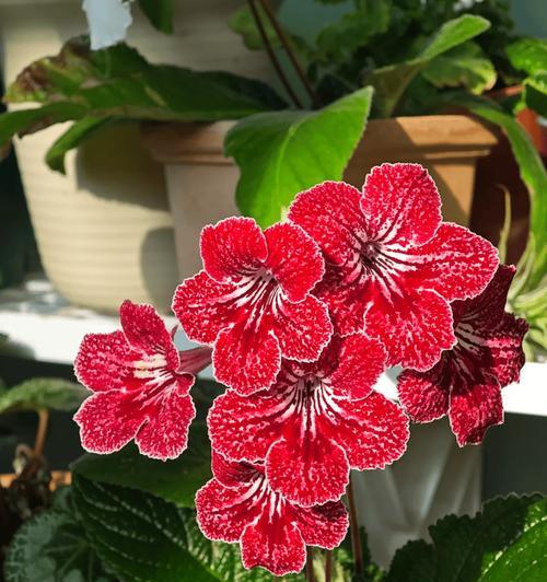 红色象征守护的花有哪些？这些花的守护寓意是什么？