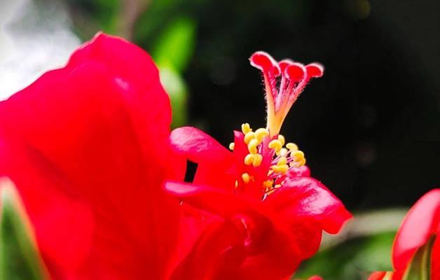 红色象征守护的花有哪些？这些花的守护寓意是什么？