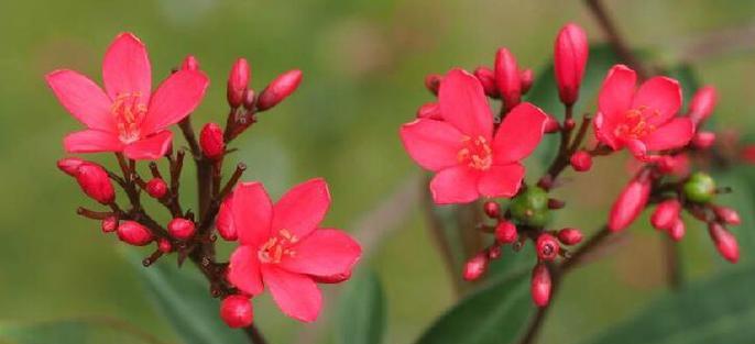 红色象征守护的花有哪些？这些花的守护寓意是什么？