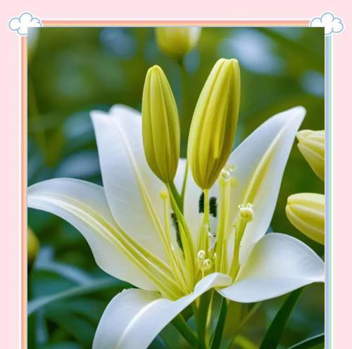 反季节花卉的花语有哪些？反季节开花的寓意是什么？