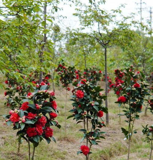 反季节花卉的花语有哪些？反季节开花的寓意是什么？