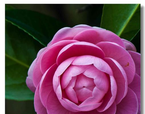 反季节花卉的花语有哪些？反季节开花的寓意是什么？