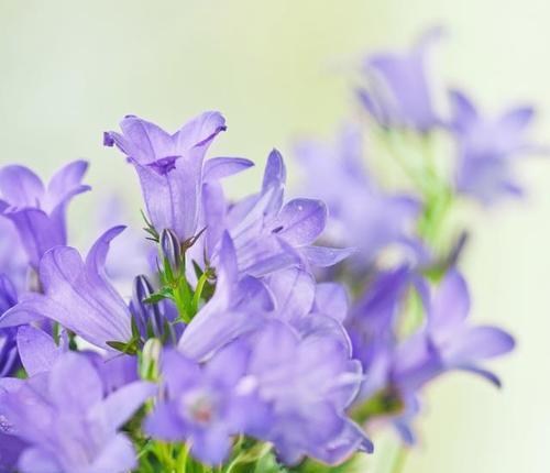 紫色花朵的花语是什么？紫色心情花语有哪些？