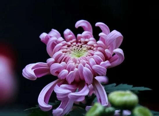 紫色花朵的花语是什么？紫色心情花语有哪些？