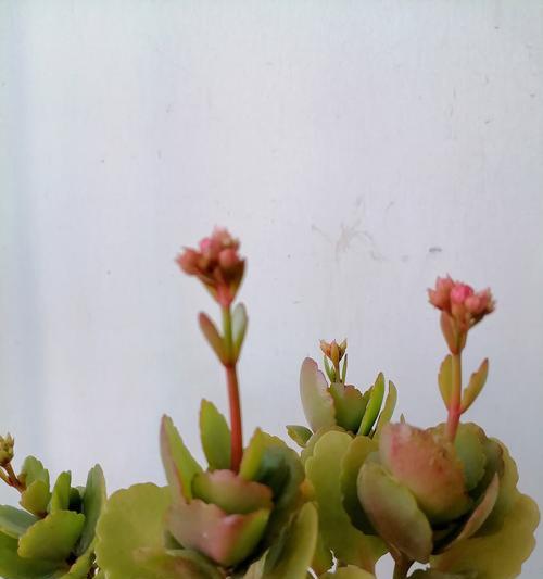 花寓意的美好祝福有哪些？花卉如何传递祝福？