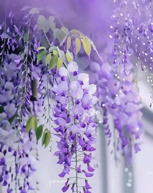 紫色花语she是什么意思？
