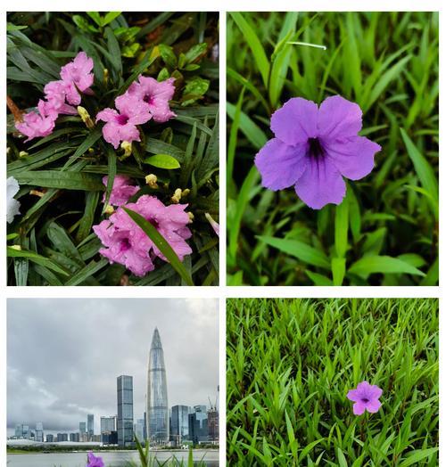 粉色和蓝色花的寓意是什么？粉色蓝色花的含义好吗？