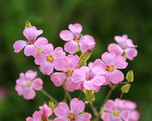 粉色和蓝色花的寓意是什么？粉色蓝色花的含义好吗？
