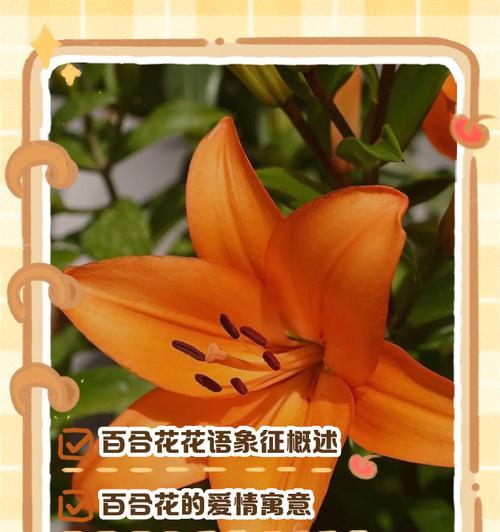 花色百合花的含义是什么？不同颜色百合代表了什么？