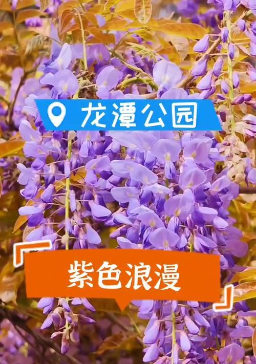 紫色紫藤花象征着什么？它的寓意有哪些？