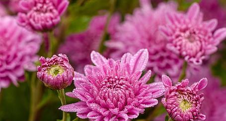 粉色花配菊花有什么特别的意义？