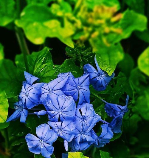 茉莉花加蓝色玫瑰的寓意有哪些？茉莉花加蓝色玫瑰的花语是什么？