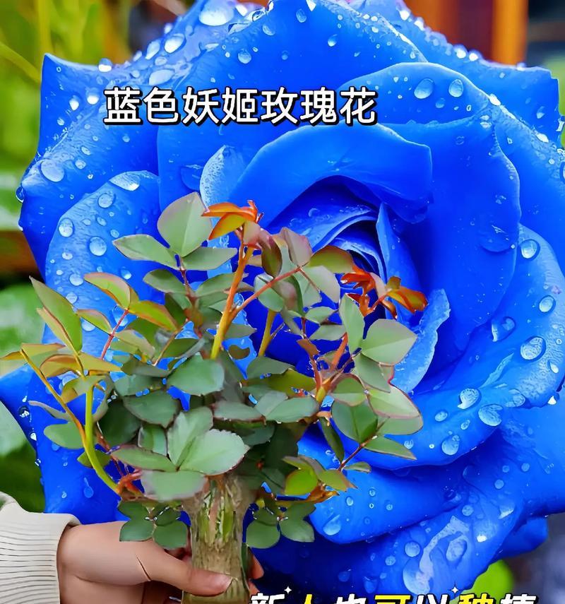 粉红和蓝色玫瑰花分别代表什么？