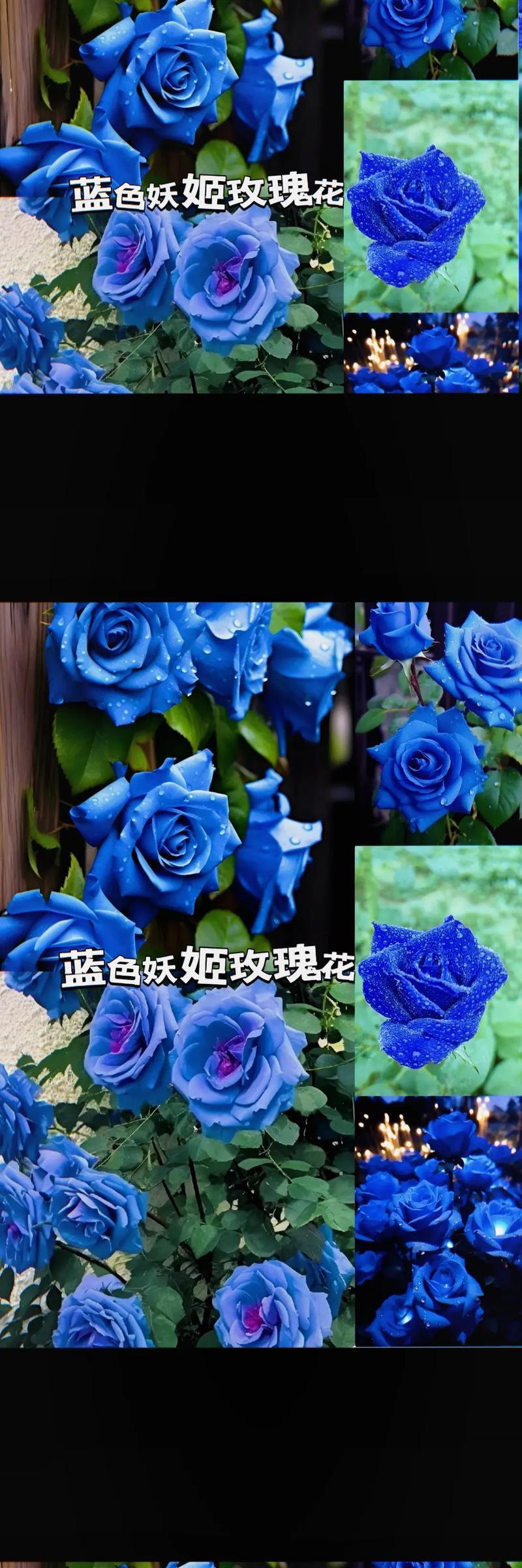 粉红和蓝色玫瑰花分别代表什么？