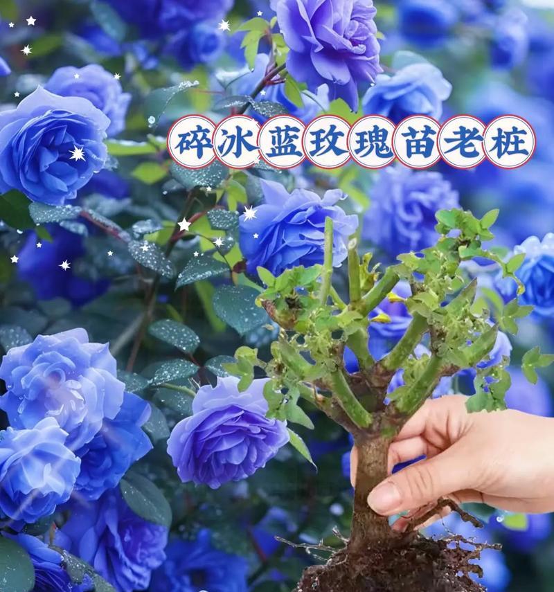 粉红和蓝色玫瑰花分别代表什么？