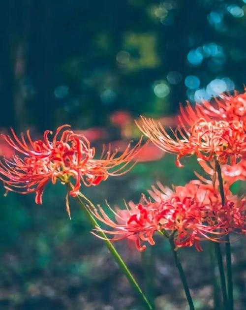 象征着爱情悲伤的花是什么？哪种花代表失恋？