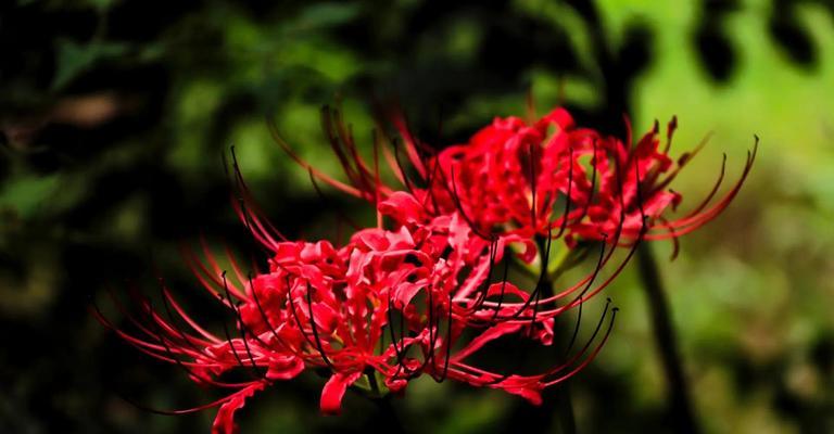 象征着爱情悲伤的花是什么？哪种花代表失恋？
