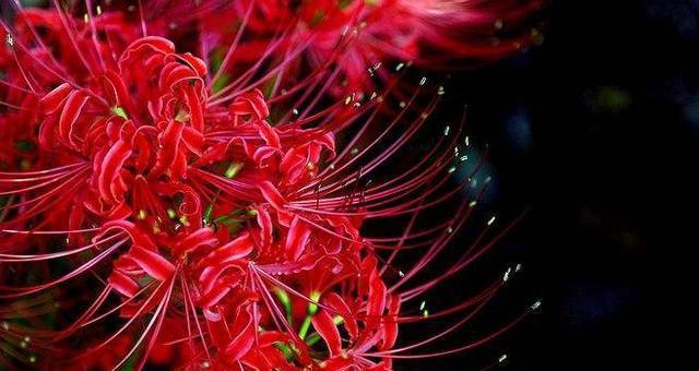 象征着爱情悲伤的花是什么？哪种花代表失恋？